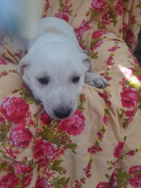 LUCKY – IL PICCOLO CHE ASPETTA SOLO AMORE 💔 Foto 4